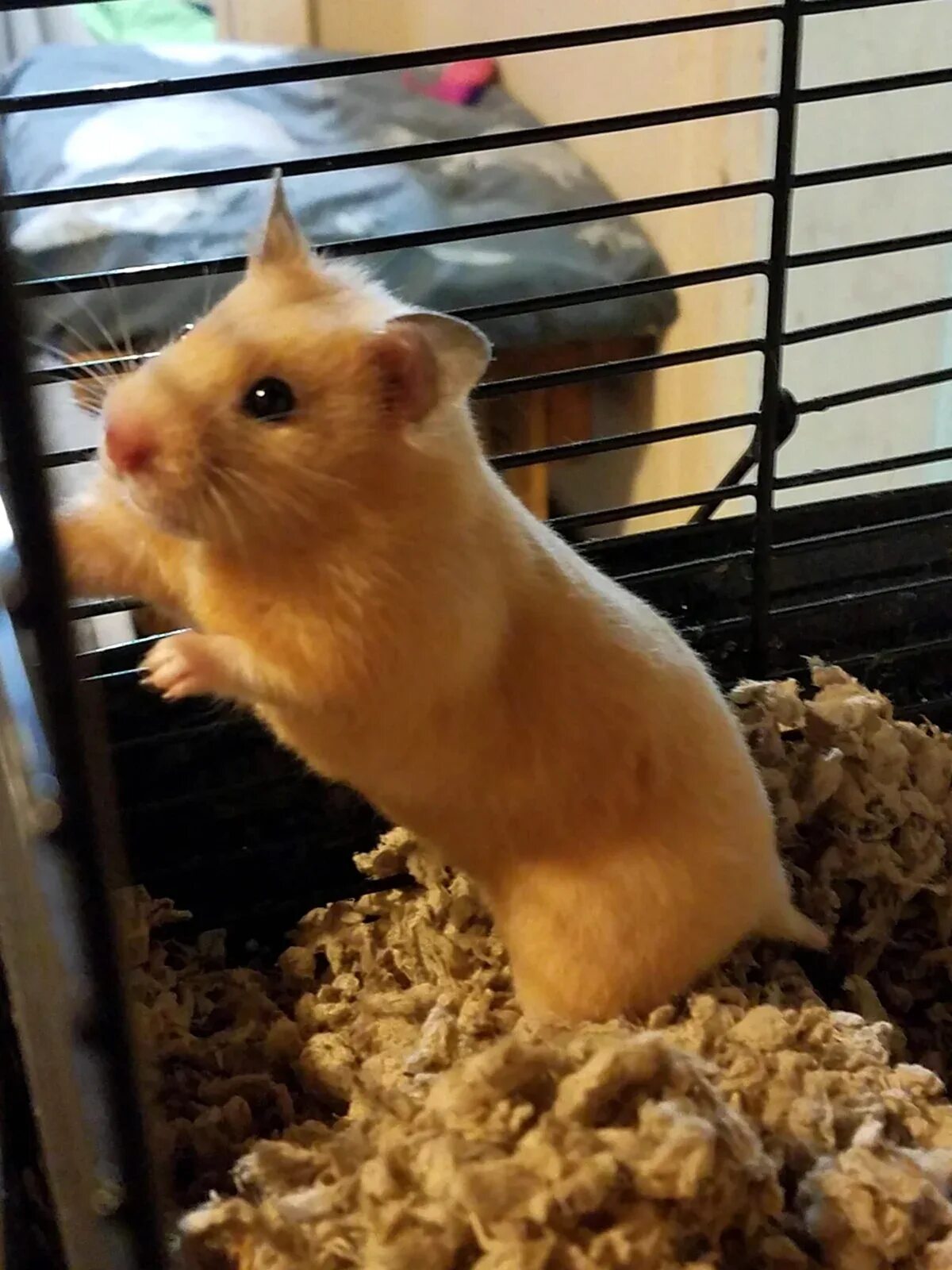 Карликовый хомяк джунгарский. Карликов хомячки. Карликовый джунгарский хомячок. Джунгарский хомячок. Маленький хомяк джунгарик.