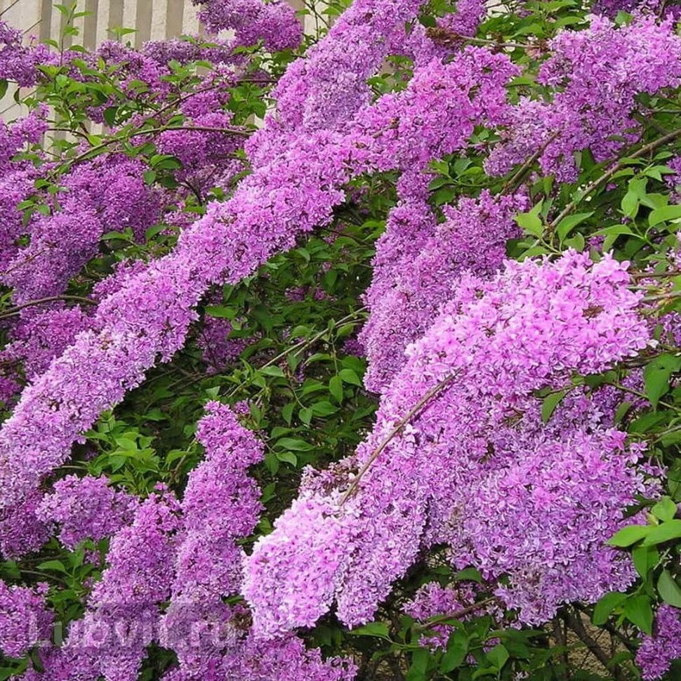 Сирень китайская Саугеана. Сирень китайская Соджина. Сирень китайская (Syringa chinensis). Сирень китайская (Syringa x chinensis).