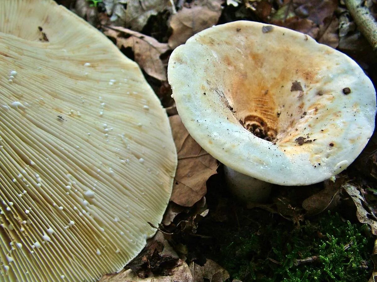 Груздь еловик гриб. Грибы рыжики под соснами. Груздь жёлтый. Пихта корейская ветка. Маслёнок обыкновенный грибы.