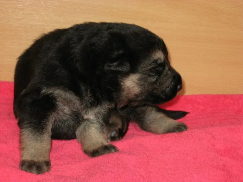 Овчарка 2 недели фото НЕМЕЦКАЯ ОВЧАРКА ЩЕНКИ ОТ ZWINGER VOM APFELHOLZ PUPPIES