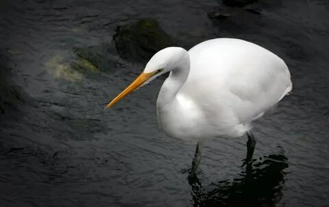 Whitebird io