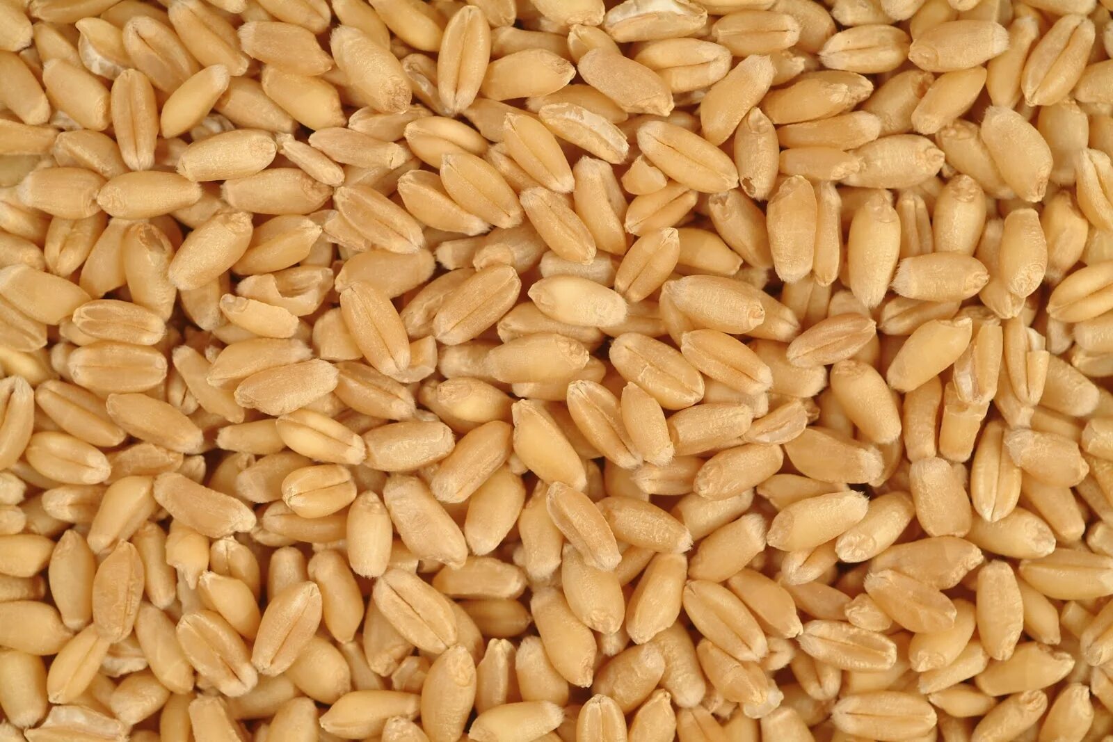 Пшеница зерно. Пшеница семенная. Семечко пшеницы. Пшеница фуражная. Фуражное и продовольственное зерно