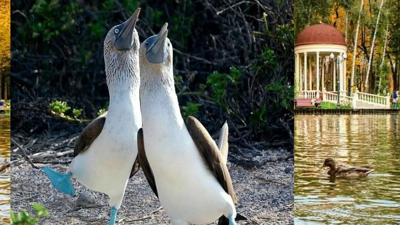 Push bird перевод. Bob bird. Олуша птица. Чикен дэнс. Адидас three little birds.