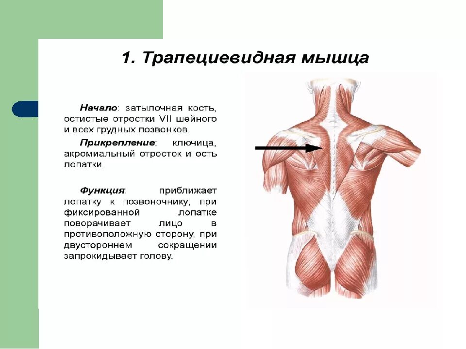 Верхняя трапециевидная. Трапециевидная мышца место прикрепления спереди. Трапециевидная мышца начало и прикрепление функции. Трапециевидная мышца вид спереди. Трапециевидная мышца анатомия человека.