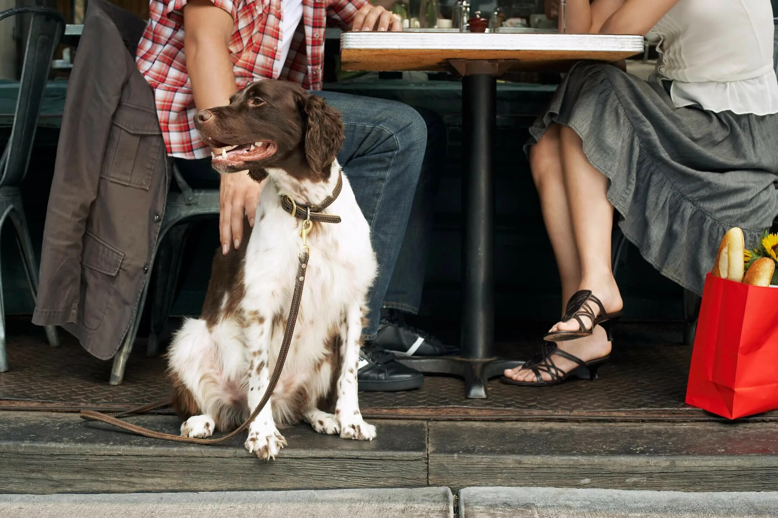 Ресторан френдли. Собака в кафе. Фотосессия с собакой в кафе. Собачка в ресторане. Человек с собакой в кафе.