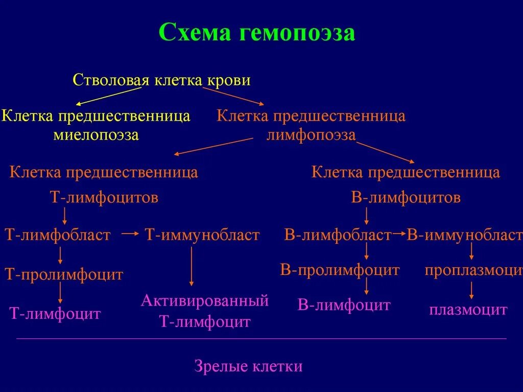 Гемопоэз человека. Клетка предшественница в в лимфоцитах. Постэмбриональный гемоцитопоэз схема. Схема постэмбрионального кроветворения. Схема гемопоэза.