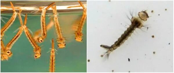Личинка комара culicidae ранняя стадия. Личинка поденки размер. Личинка комара какая среда. Вылупление комара из личинки. Личинка комара в микроскопе.