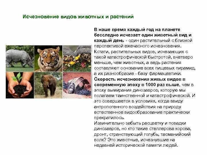 Сохранение исчезающих видов животных. Исчезновение видов животных и растений. вымирание разных видов растений и животных. причины вымирания животных и растений. причины исчезновения редких видов животных и растений.