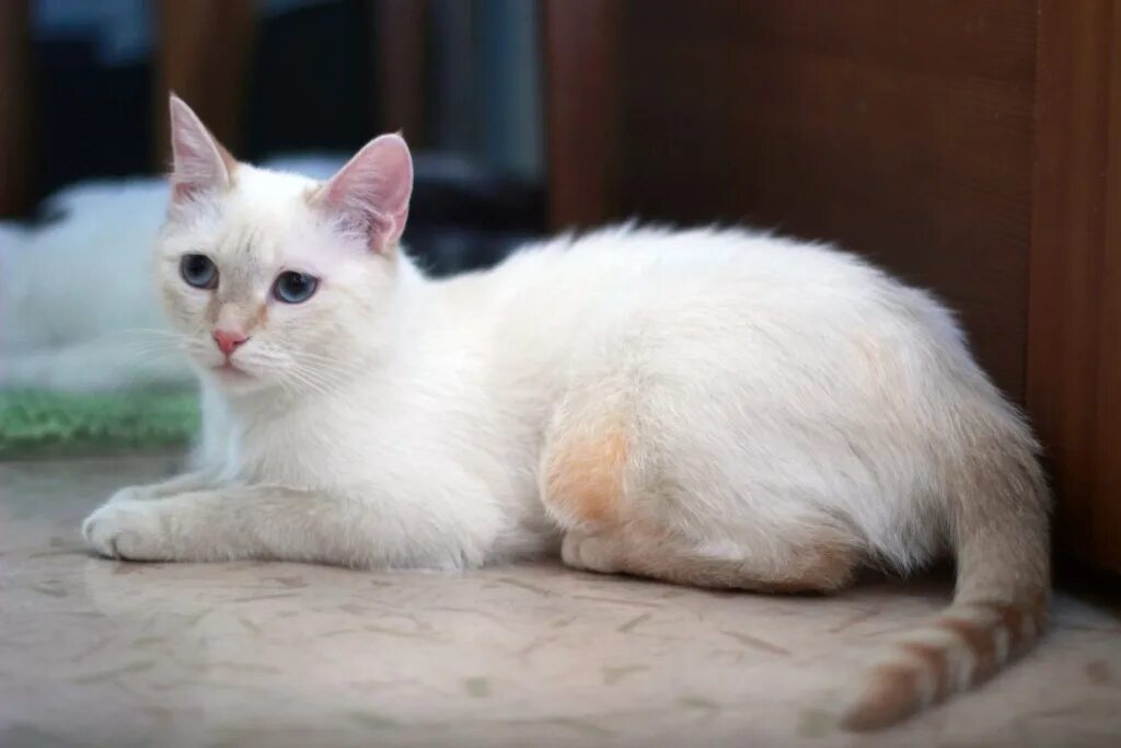 Сиамская кошка ред пойнт. Райская кошка ре поинт. Тайская кошка ред пойнт. Сиамская кошка ред пойнт. Тайская кошка ред пойнт.
