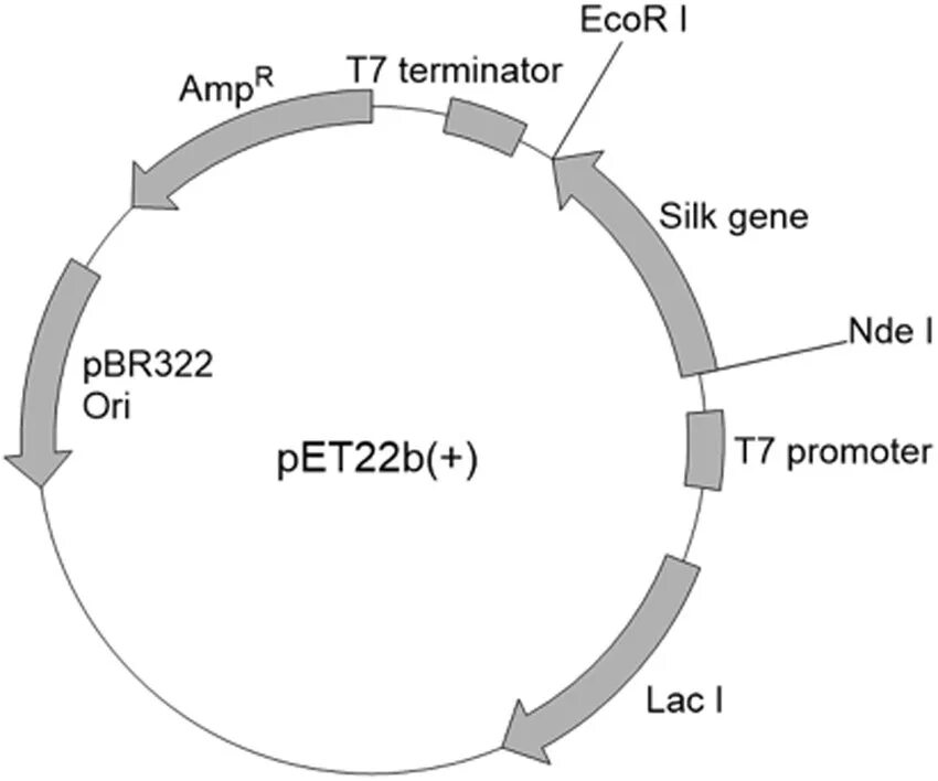 Плазмида Pet 22b +. Pet-22b(+). Pet plasmid. Pet22b+ plasmid. Pet 22