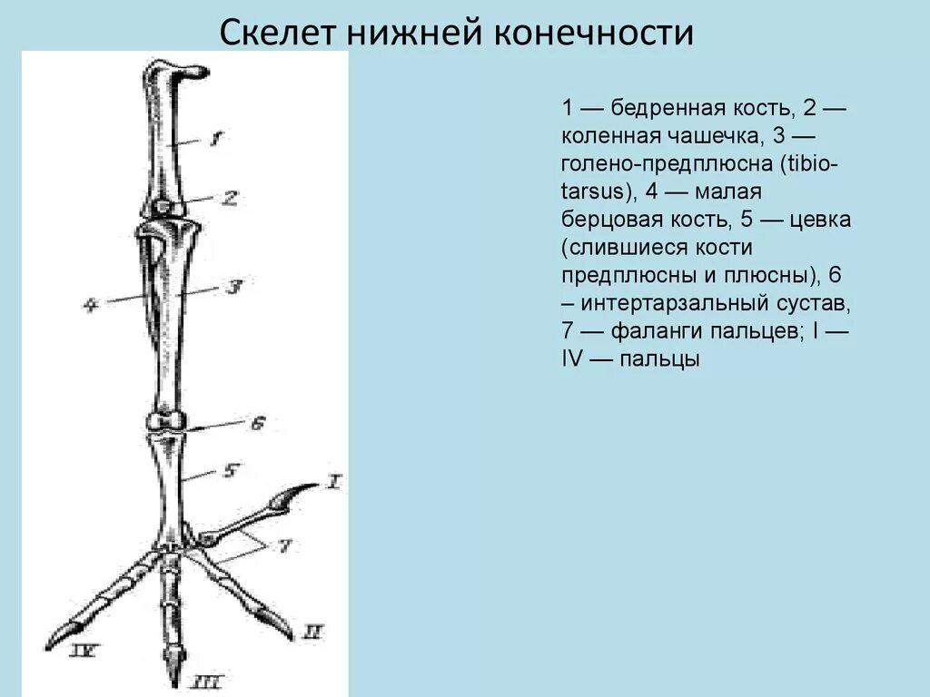 Строение скелета задней конечности птицы. Скелет задней конечности голубя. Скелет задней конечности вороны. Строение задних конечностей птиц. Рассмотрите кости задних конечностей назовите их обратите