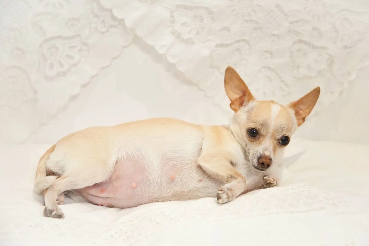 Щенки чихуахуа рождение. Чихуахуа юки. Чихуахуа деревенская. Беременность собак чихуахуа. Беременность чихуахуа.