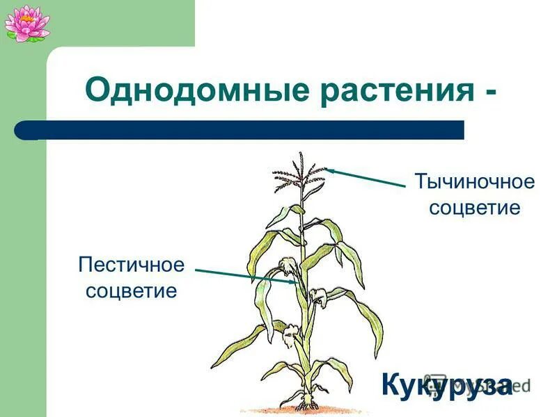 кукуруза двудомное растение. кукуруза двудомное растение. однодомные и двудомные растения. однодомные и двудомные цветки. кукуруза двудомное растение.