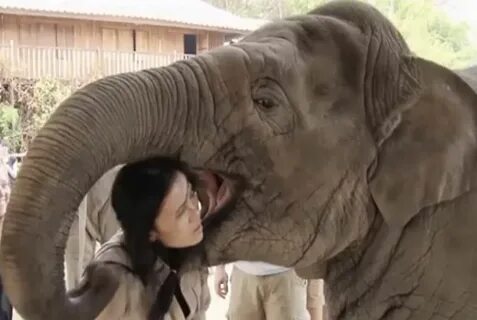 While it may appear that Faa Mai is attempting to eat Lek for lunch, she is...