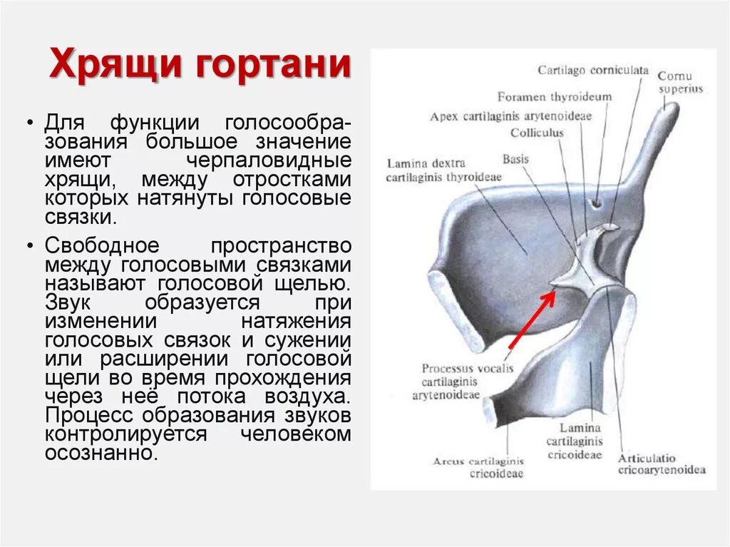 Особенность расположения щитовидного хряща относительно голосовой щели