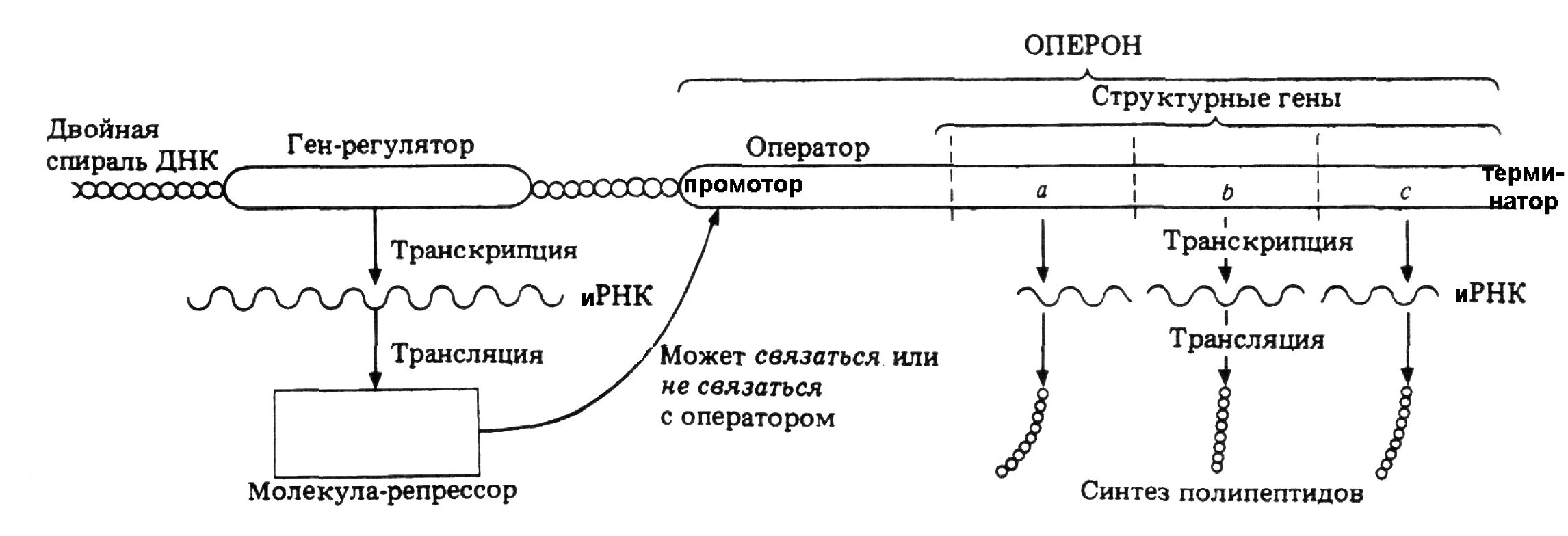 Схема регуляции биосинтеза белка по Жакобу и моно. Регуляция биосинтеза белка, схема Жакоба и моно.. Схема оперонной регуляции активности генов. Схема оперонной регуляции активности Гена.