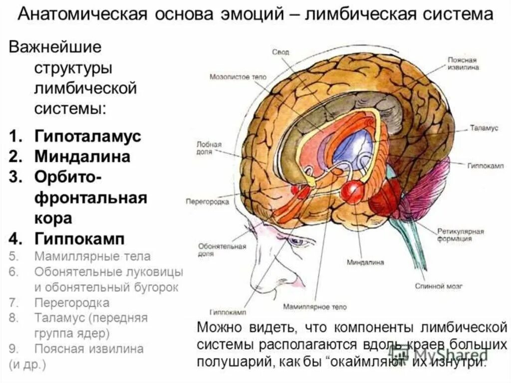 Анатомическое строение планов