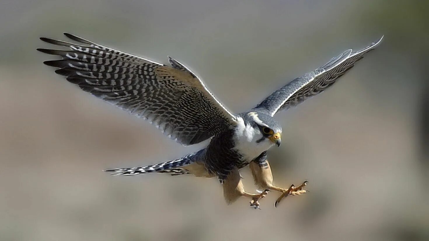 Сапсан птица. Сокол Сапсан. Гибрид балобан Сапсан. Сокол Сапсан в тундре. Fastest bird