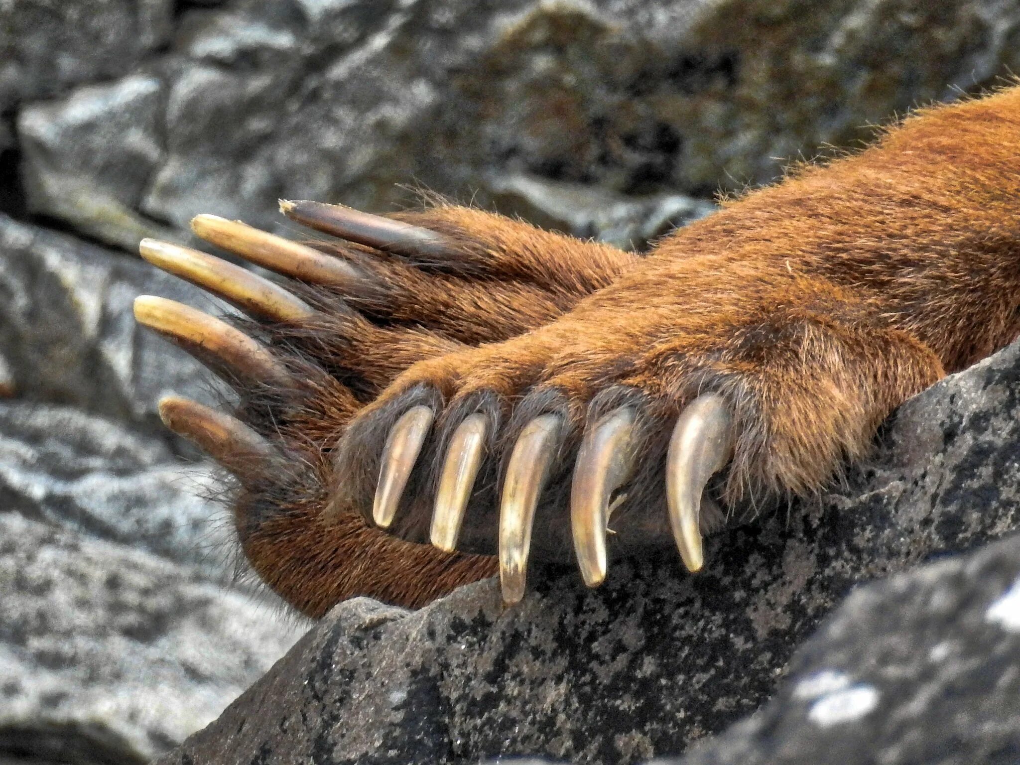 Sharp claws