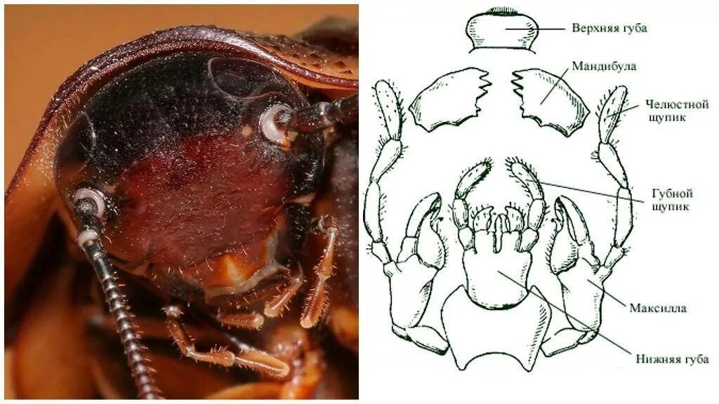 Ротовая полость насекомых. Строение ротового аппарата таракана. Строение мандибулы жука. Грызущий ротовой аппарат таракана. Грызущий ротовой аппарат таракана строение.