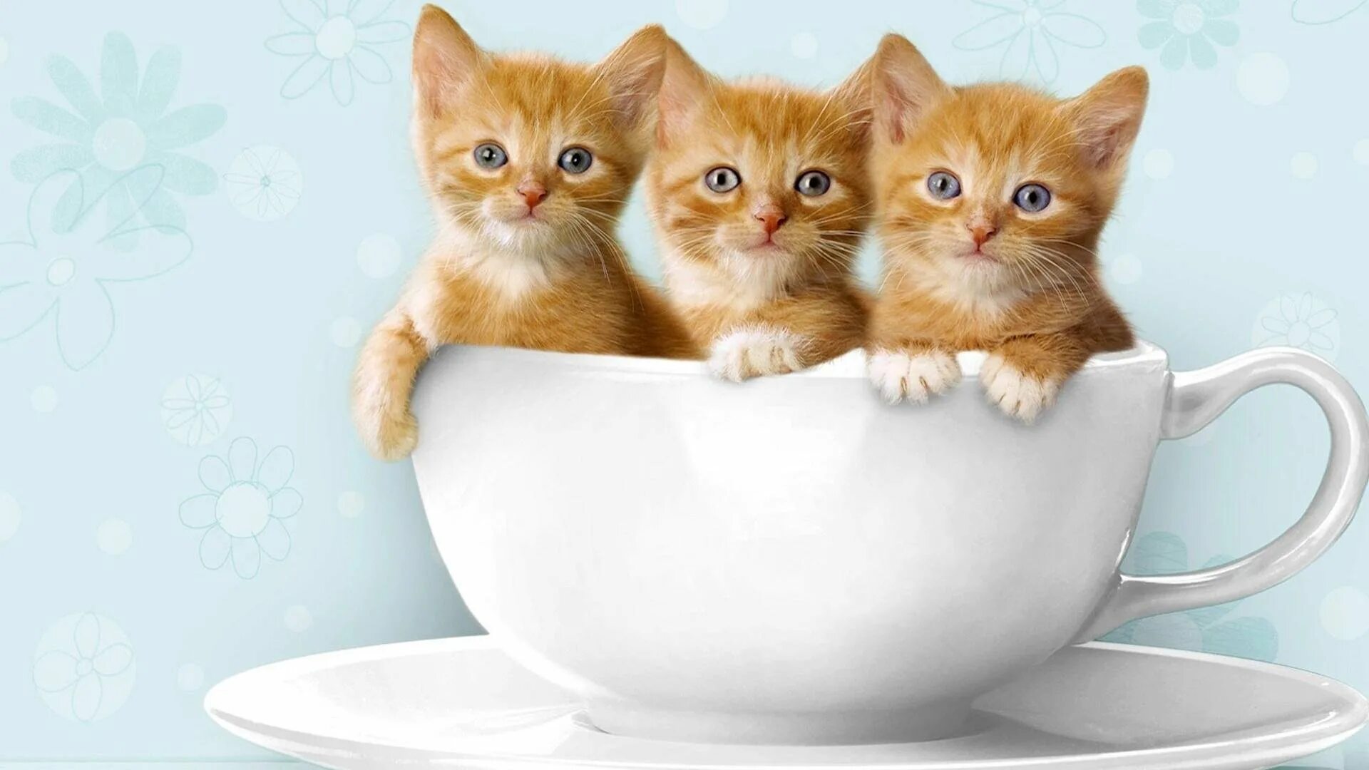 Утра доброго дня коты. Утра доброго дня коты