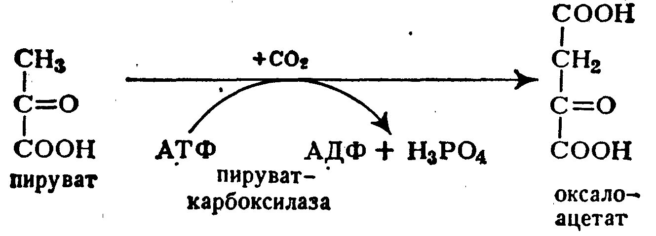 Превращение пирувата в оксалоацетат. ПВК В оксалоацетат. Образование оксалоацетата из пирувата. Реакция образования оксалоацетата из пирувата. Реакция образования пировиноградной кислоты