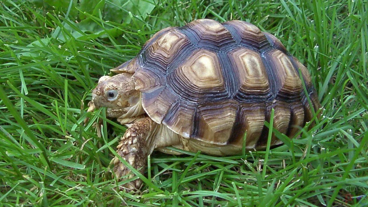 Черепаха. Животные черепаха. Наземные черепахи. Красивая черепаха.
