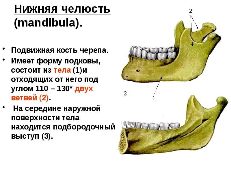 Кости челюсти анатомия. Нижняя челюсть анатомия кости. Угол нижней челюсти анатомия. Строение челюсти сбоку. Нижняя челюсть с другими костями черепа