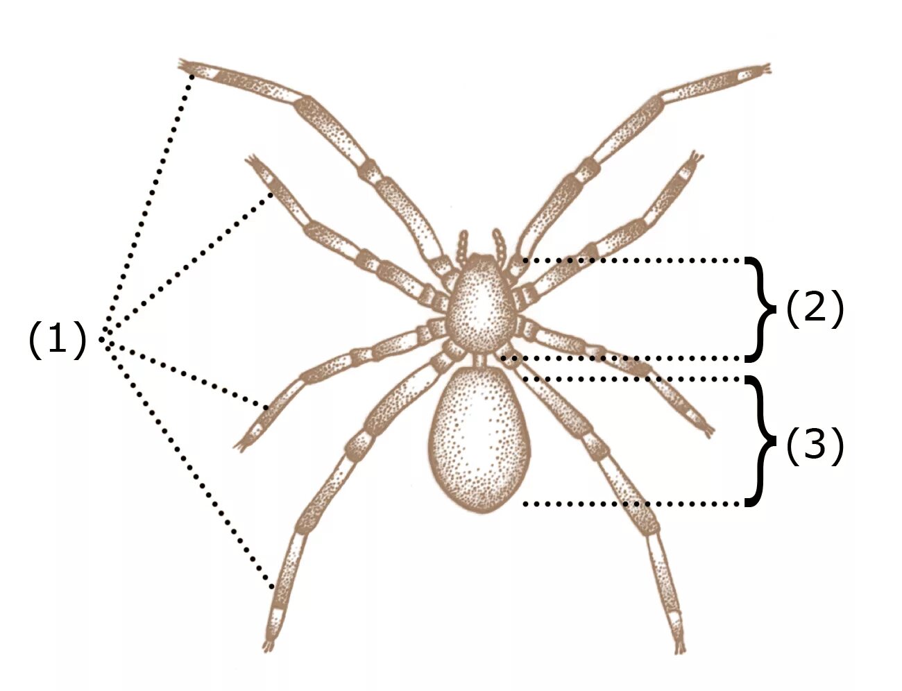 Паукообразные схема. Строение паукообразных схема. Внешнее строение паука схема. Паук строение тела схема. Строение паука крестовика схема.