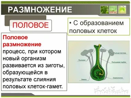 Биологическая роль полового размножения