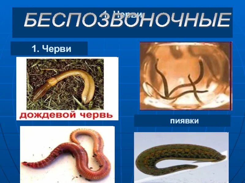 Беспозвоночные животные черви. Классы беспозвоночных червей. Представители группы червей.