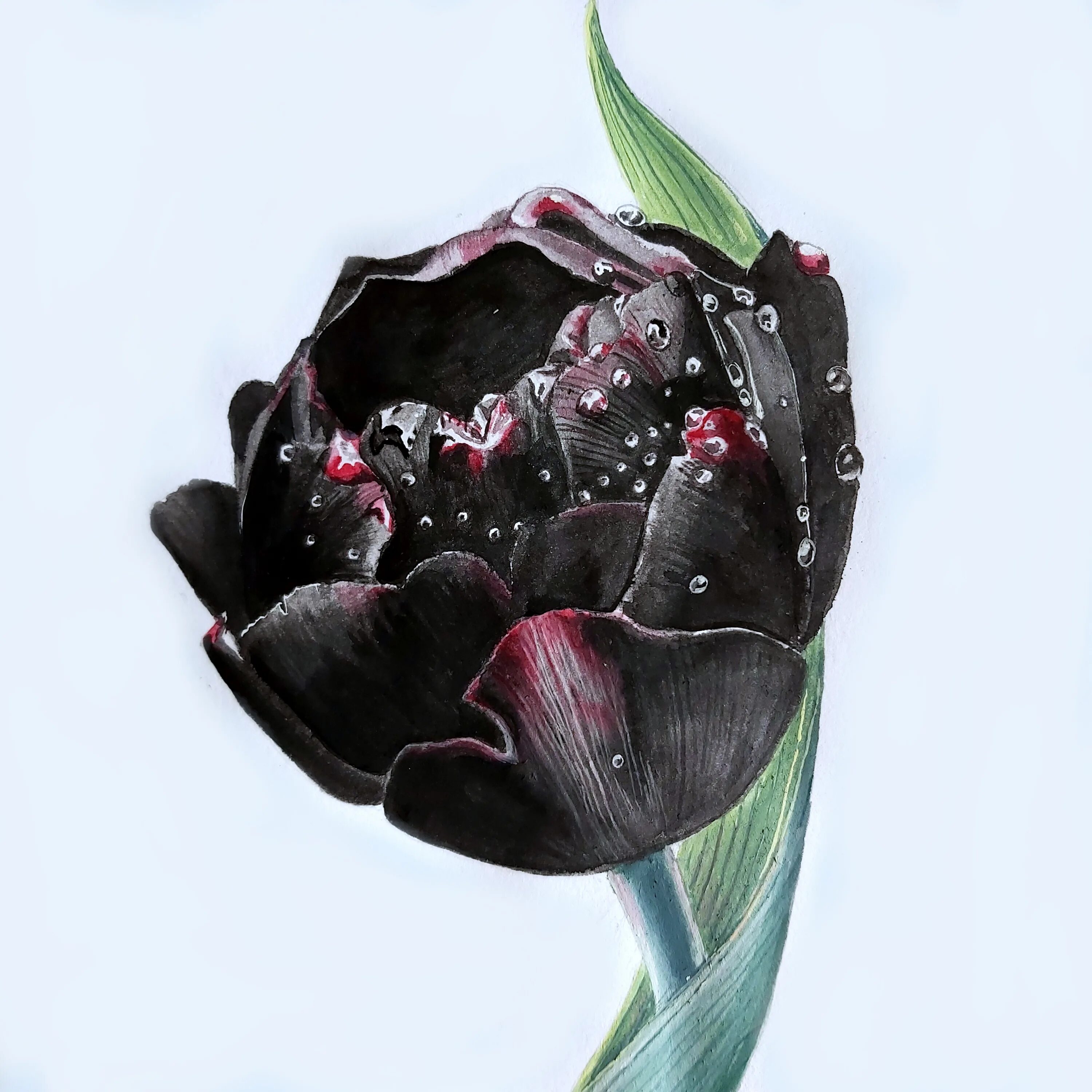 Тюльпан Black Pearl. Темные тюльпаны. Черный тюльпан цветок. Букетчереых тюльпанов. Цвет черный тюльпан