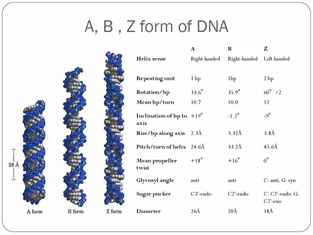 Формы ДНК. B форма ДНК. Z форма ДНК. Формы ДНК A C Z B.
