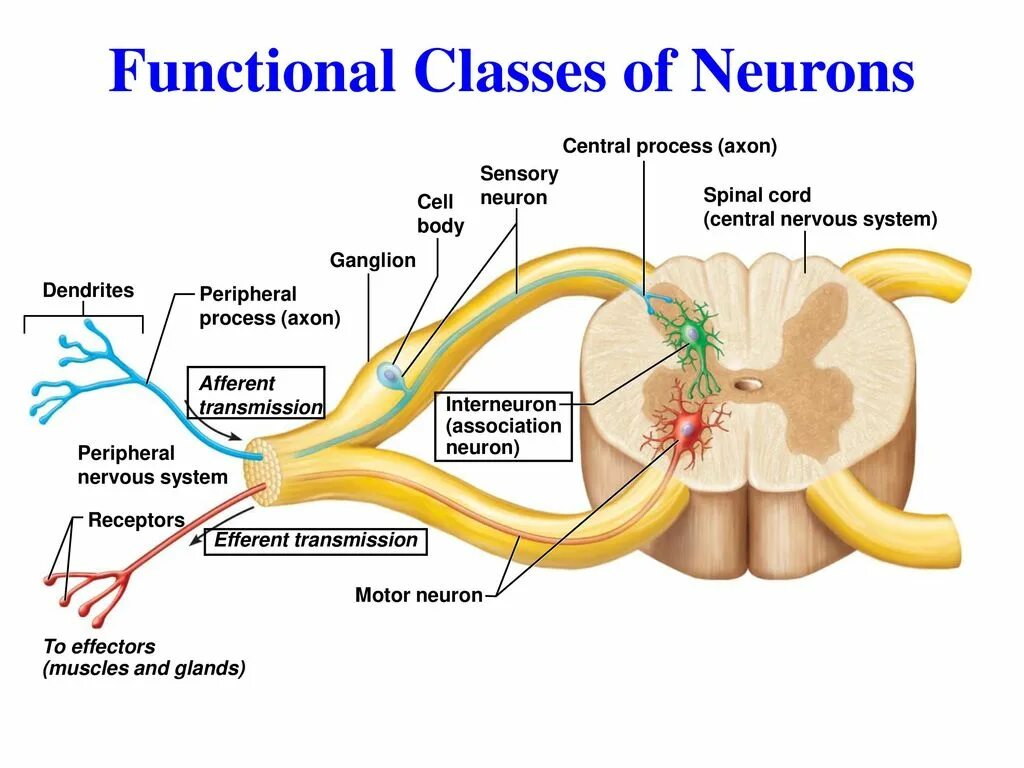 Нервные узлы и нейрон. Корешковые Нейроны спинного мозга. Спинной мозг строение чувствительный Нейрон. Нейроны мозга строение. Двигательные Нейроны спинного мозга.