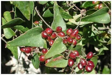 Sarsaparilla