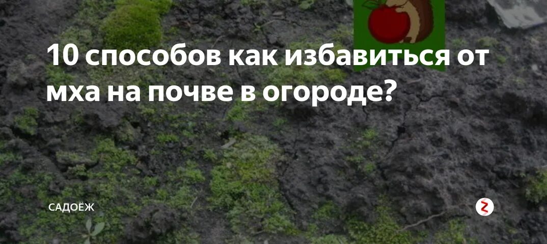 Зеленеет земля в огороде что делать