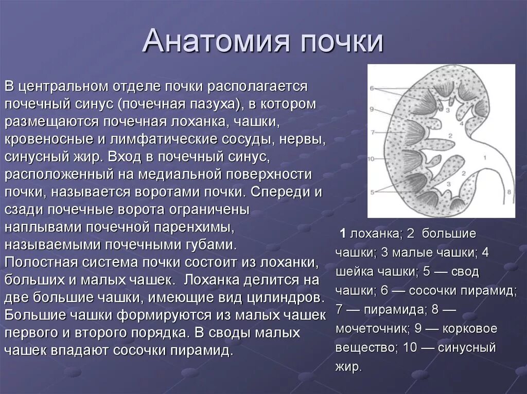 Паренхима почки что это. Почечный синус. Строение почечного синуса. Строение синуса почки. Почечный синус и паренхима.