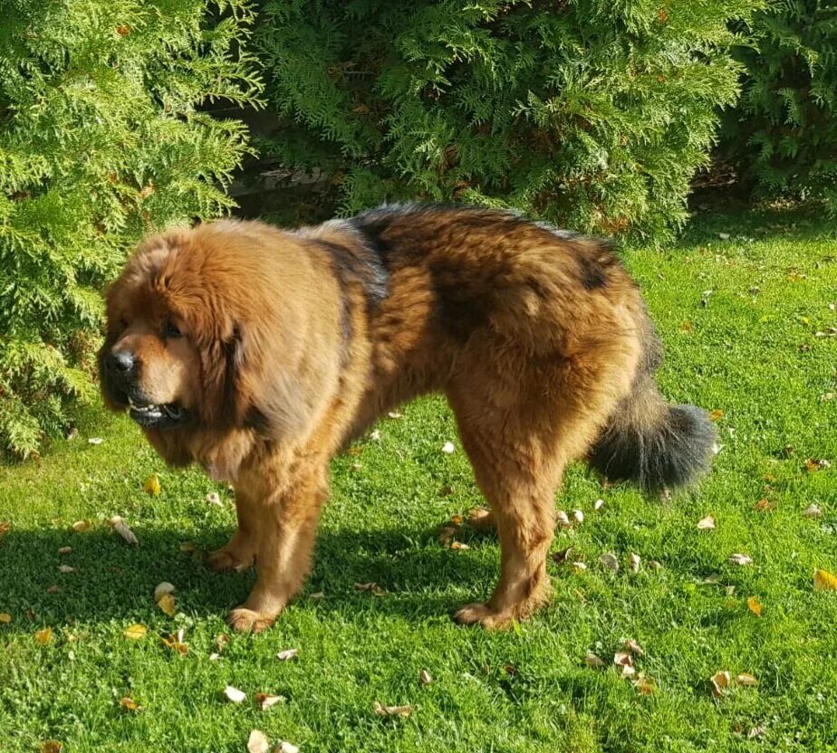 Неаполитанский мастиф по кличке геркулес. Мастино неаполитано неаполитанский мастиф. Английский мастиф айкама зорба. Собака мастиф геркулес. Тибетский мастиф золотистый.