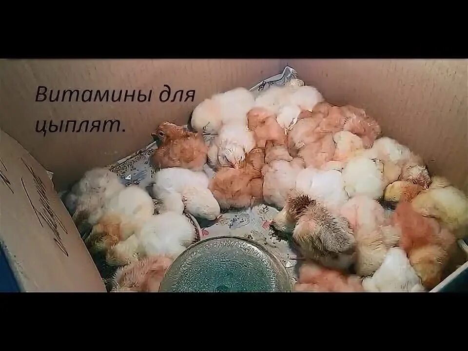 Цыплята пропоены витаминами. Витамины для цыплят жидкие. Цыплята пропоены витаминами. Премикс рост для бройлеров. Цыплята пропоены витаминами.