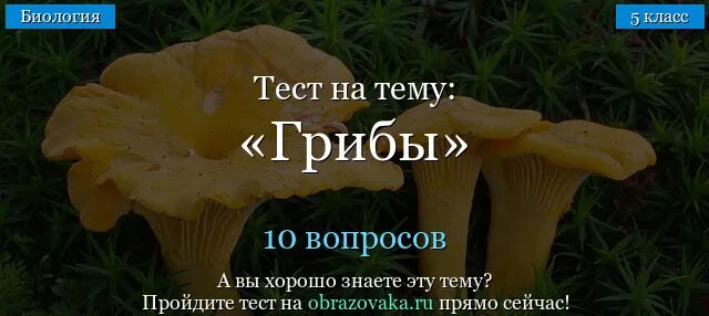 Тест на тему грибы. Тест по биологии грибы. Тест по теме грибы. Тест грибы 5 класс биология.