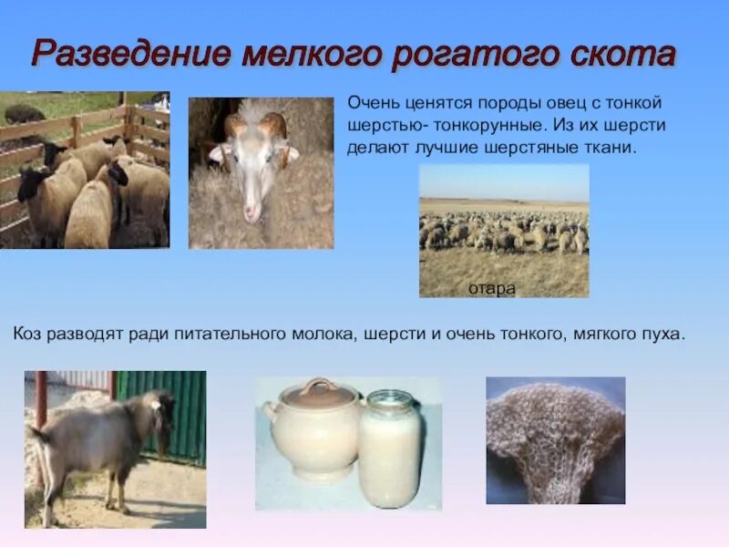 Мелкий рогатый скот разведение. Разведение крупного рогатого скота. Мелкий рогатый скот виды. Мелкий рогатый скот разведение. Разведение мелкого рогатого скота отрасль животноводства.