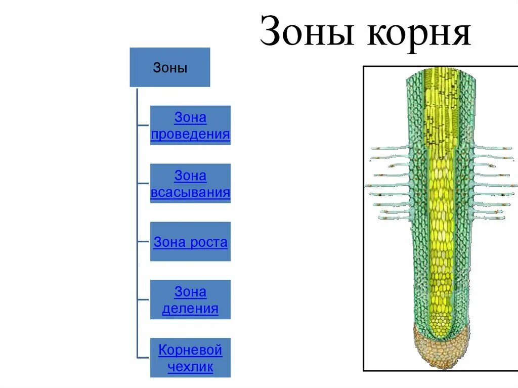 Из какой ткани состоит корень. Корневой чехлик зона роста зона всасывания зона проведения. Корневой чехлик зона деления. Корневой чехлик зона роста. Зоны корня 6 класс биология рисунок.