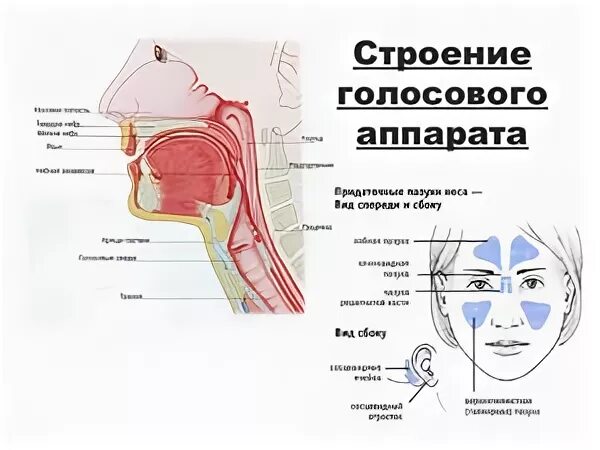 Генеративный отдел голосового аппарата