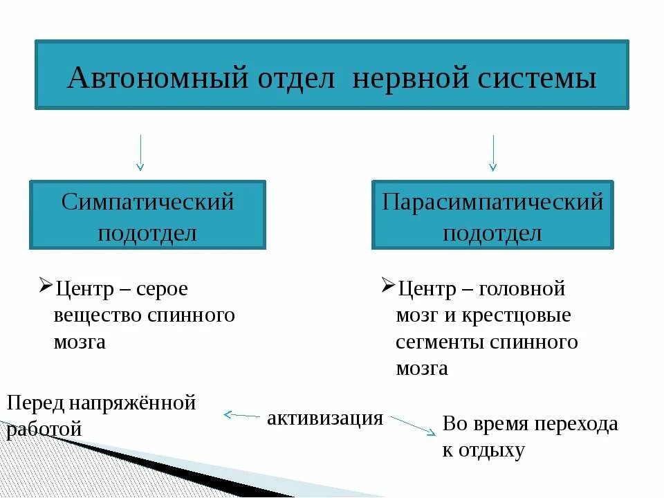 Вегетативный отдел нервной системы 8 класс. Автономный отдел нервной системы. Отделы и подотделы нервной системы. Отделы нервной системы схема. Вегетативная нервная система конспект