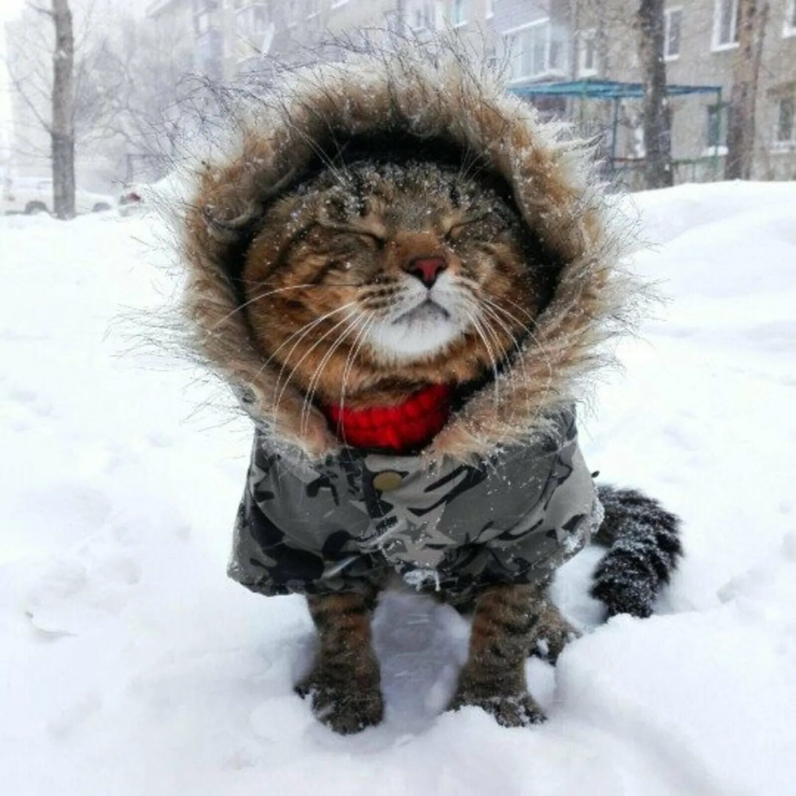 Зимние коты. Кот замерз. Одевайтесь теплее. Котики в зимних нарядах.