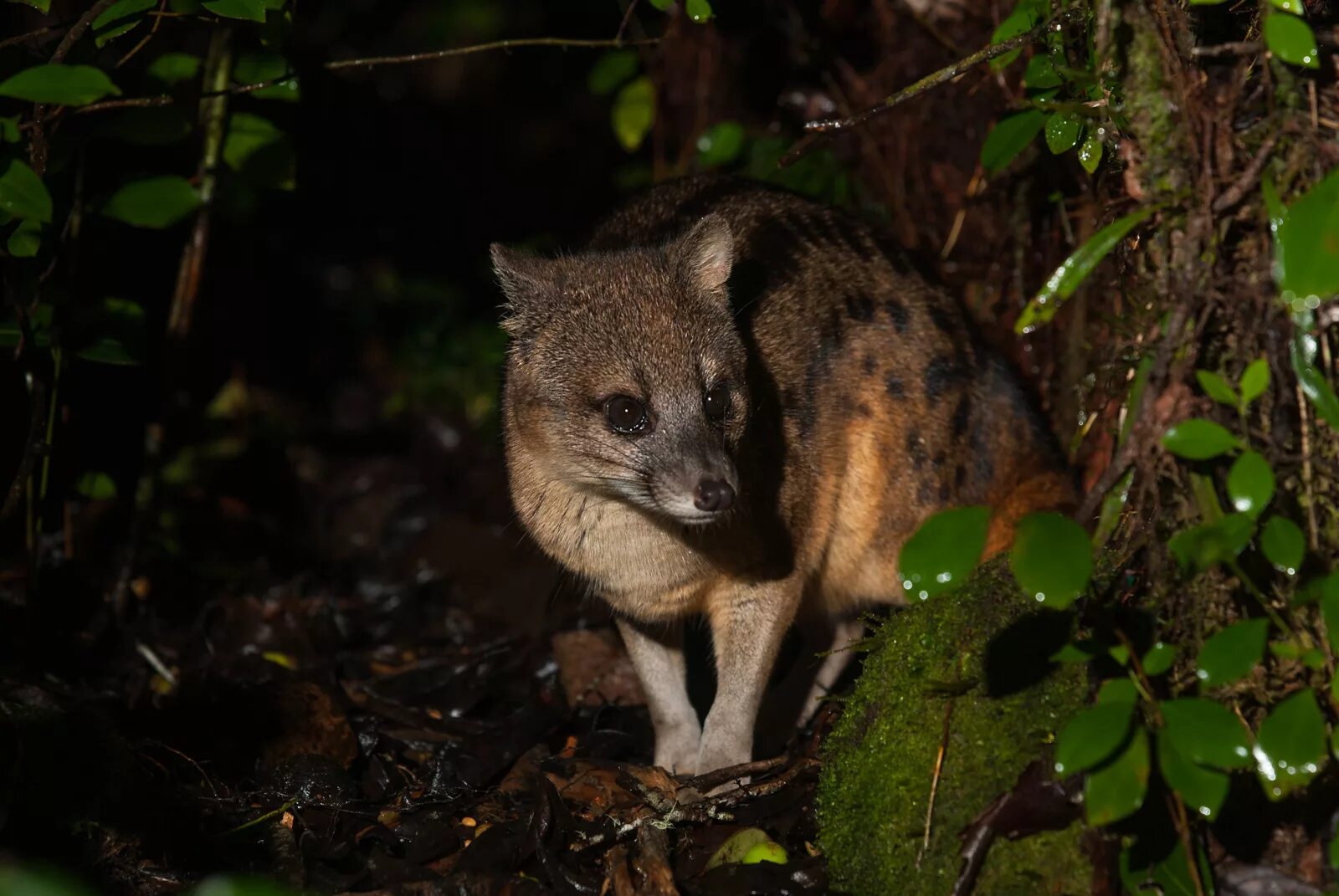 Цибетовая кошка влажных. Фаналока (Fossa). Фосса эндемик. Мадагаскарские виверры. Мадагаскарская Циветта.