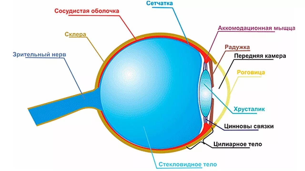 Изображение видимых предметов формируется на а роговице. Строение глаза человека схема. Модель глаза человека. Строение глаза человека модель. Строение человеческого глаза.