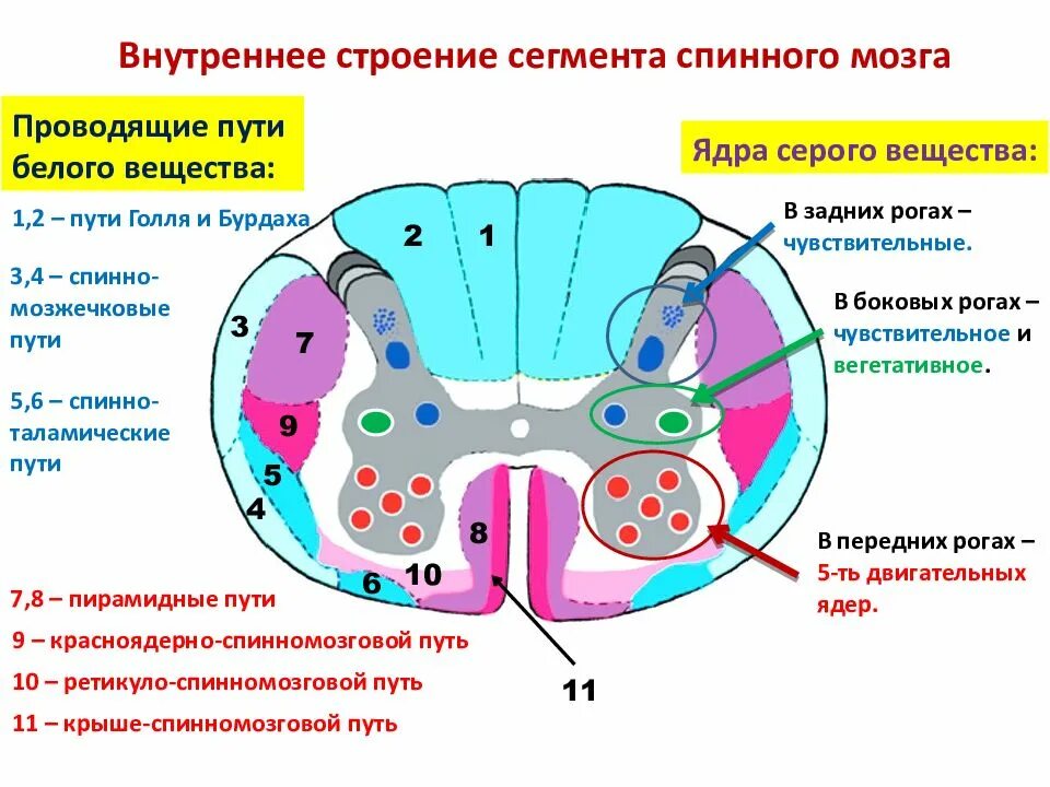 Двигательный передние рога спинного мозга. Строение серого вещества анатомия. Схема внутреннего строения спинного мозга. Строение серого вещества спинного мозга анатомия. Проводящие пути спинного мозга схема.