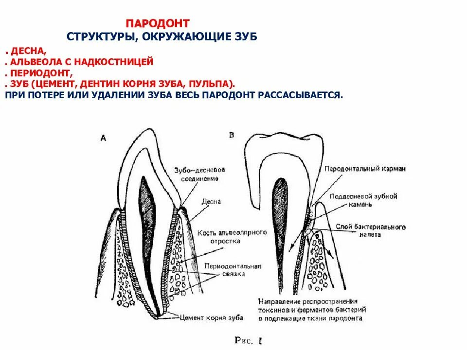 Строение корня зуба. Строение зуба периодонт цемент. строение периодонта волокна периодонта. анатомия строение зуба периодонт. схема эмаль дентин цемент.