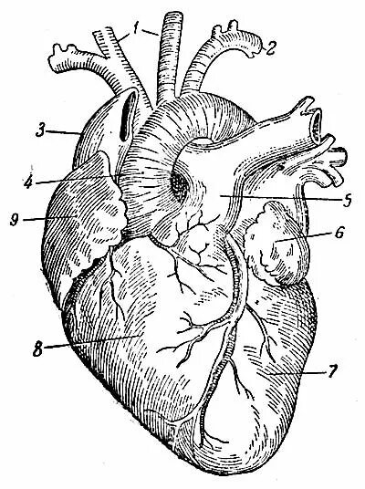 Обозначьте рисунок строение сердца. Строение человеческого сердца схема. Внешнее строение сердца схема. Внутреннее строение сердца схема. Схема сердца человека биология 8 класс.